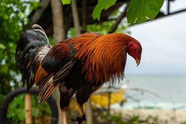 Cocks fighting is ubiquituous in the Philippines, and so are the cocks