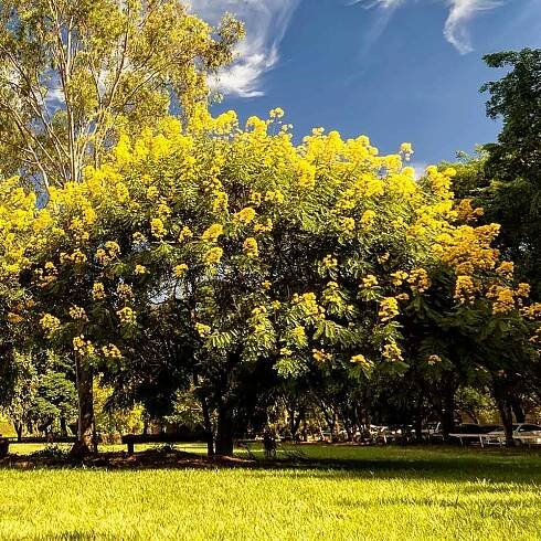 #2 - Cassia Tree
