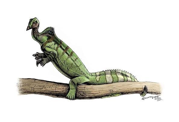 Drepanosauromorpha - Wikipedia