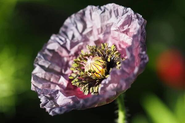 Amazing grey poppy in purple hues