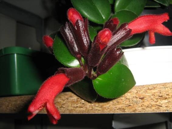 gesneriaceae, podpětovité, saintpaulia, STREPTOCARPUS | jednotlivé rody