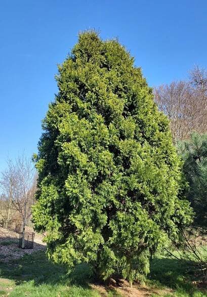 Austrocedrus chilensis