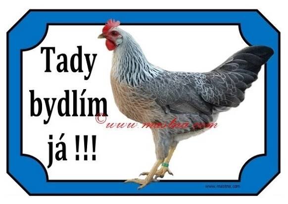 Cedulka slepice, vlaška, drůbež