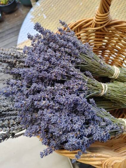 Lavender bunches - Egerton Blue2024
