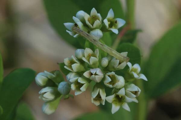 Flower Identification — Craig Elston