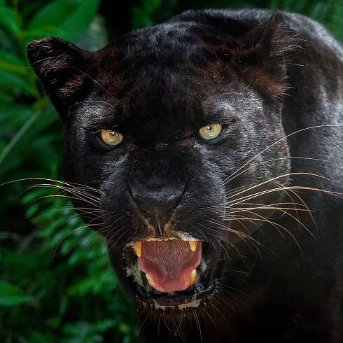 'Big cat' sighting as 'black panther' terrorises village for second time this summer