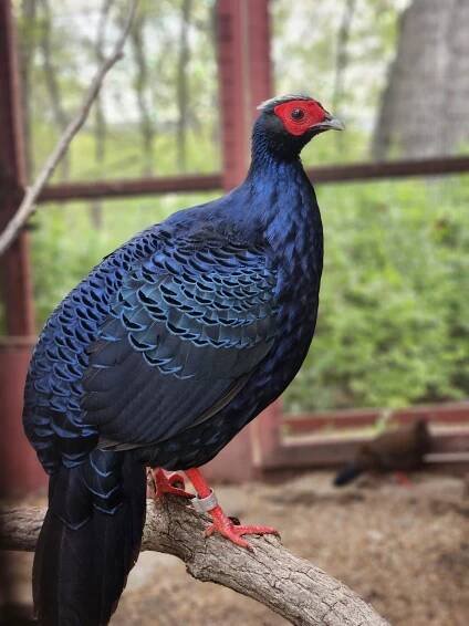 About Us - World Bird Sanctuary