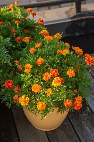 How to Grow and Care for Calendula (Pot Marigold)
