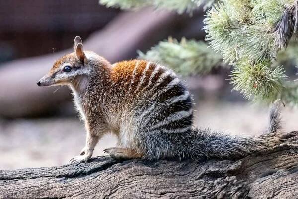 australský numbat - vačnatci - stock snímky, obrázky a fotky