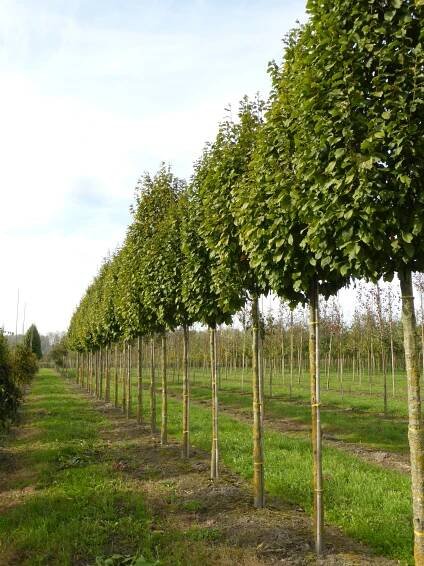Carpinus betulus 'Nord'
