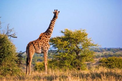 Žirafa na savany. Safari v Africe serengeti, Tanzanie, — Stock obrázek