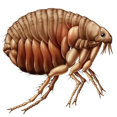 Bleší hmyz koncept jako parazit bez křídel, který vysává krev ze savců nebo ptáků hostitelů jako symbol entomologie izolované na bílém pozadí. — Stock obrázek