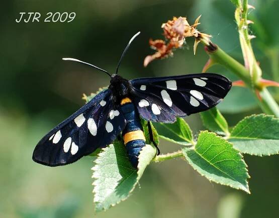 Obrázek - Amata phegea (běloskvrnáč pampeliškový) | BioLib.cz