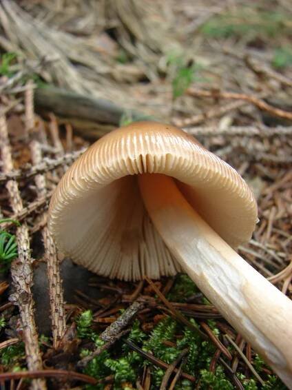 Obrázek - Amanita fulva (muchomůrka ryšavá) | BioLib.cz
