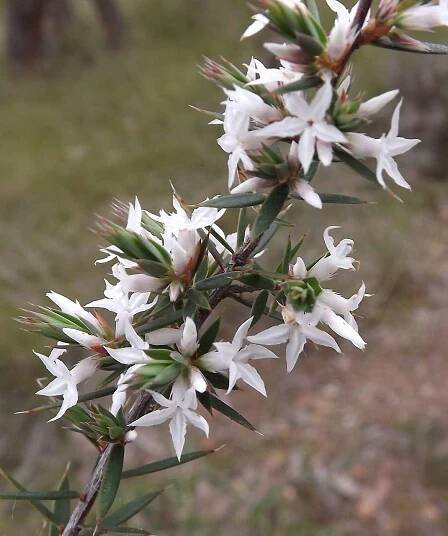 Brachyloma depressum
