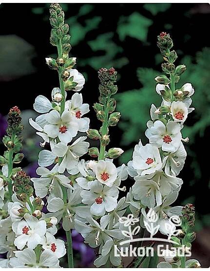 Sidalcea candida - slézovník