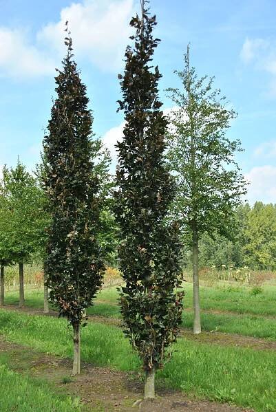 Fagus sylvatica 'Rohan Obelisk'