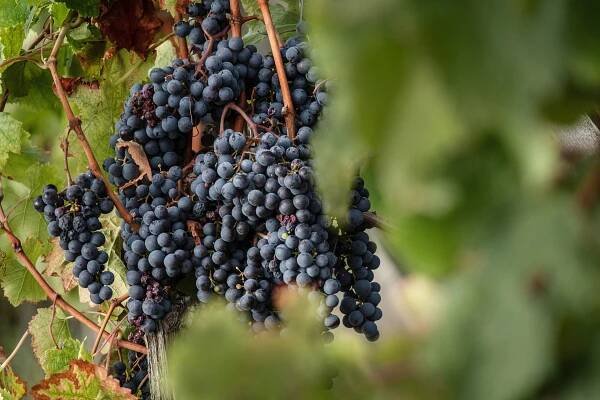 Bunches of red Merlot grapes hang from a vine before harvesting in a vineyard in Saint Emilion, France