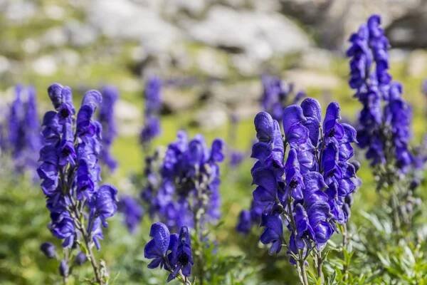 Oměj šalamounek (Aconitum napellus) patří mezi nejjedovatější rostliny.