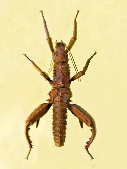 Lonchodinae
