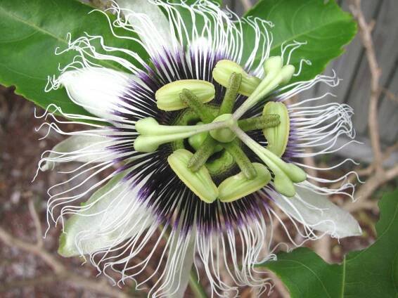 Passion vine, Passiflora edulis