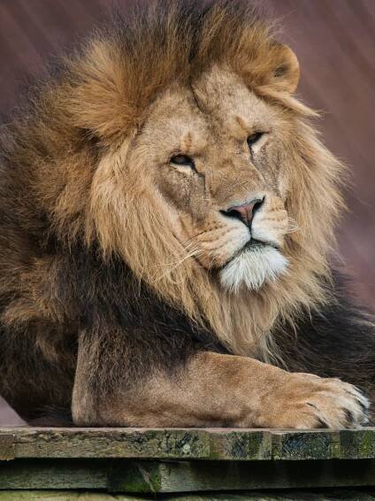 Soubor:Panthera leo (male) Colchester Zoo.jpg – Wikipedie