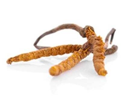 Cordyceps CS-4