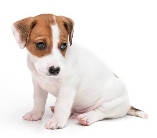 Jack Russell teriér štěně izolované na bílém pozadí. Dog jack teriér sedící přední pohled studio shot. — Stock obrázek