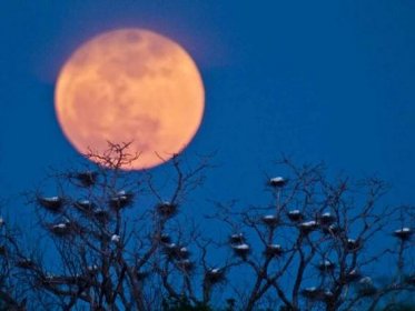 Země zažila v noci na neděli největší úplněk v letošním roce. Měsíc se krátce před svítáním přiblížil na své oběžné dráze k Zemi, a na obloze se tak jevil asi o sedminu větší a o 30 procent jasnější než obvykle.