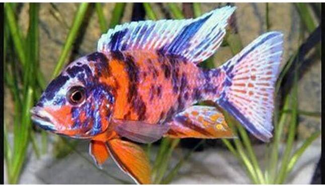 Aulonocara calico 4-5 cm
