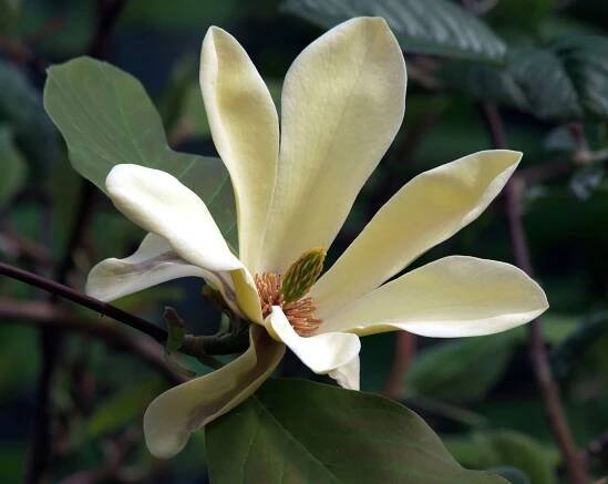 Magnolia Cultivars G 'Golden Endeavor'