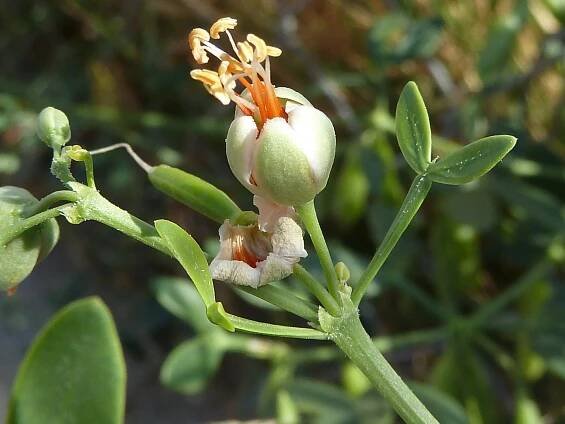 Soubor:Morsana-flor-2.JPG