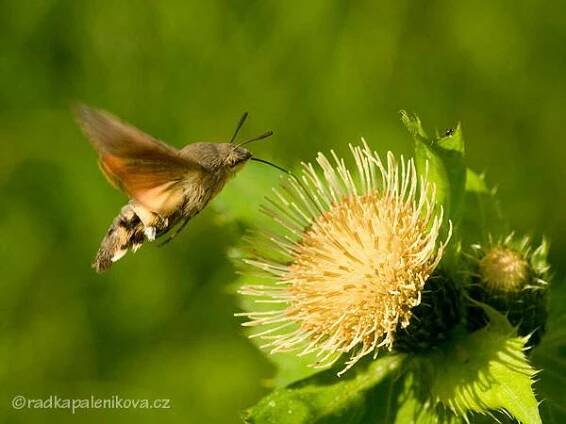 Dlouhozobka svízelová - Macroglossum stellatarum (Linnaeus, 1758) z čeledi lišajovtých saje nektra na pcháči zelinném (Cirsium oleraceum). Křivoklátsko, Údolí ticha, září 2009. 