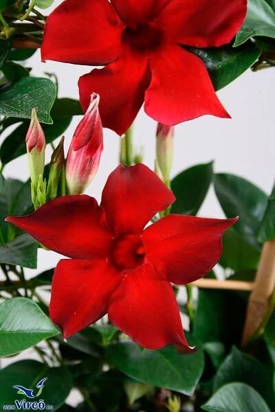 Mandevilla-Sanderi-Sundaville®-Burgundy©Florensis-2