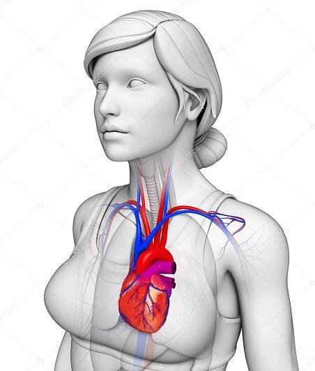 Stáhnout - Ilustrace anatomie lidského srdce — Stock obrázek