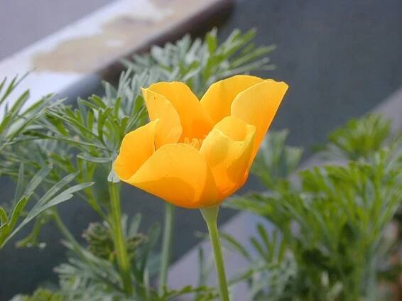 Eschscholzia californica - Wikimedia Commons