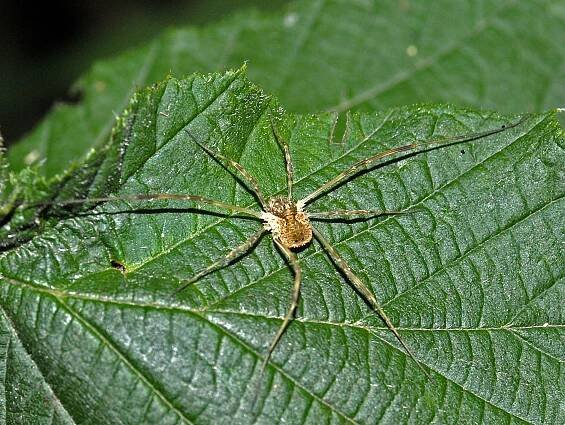 Odiellus