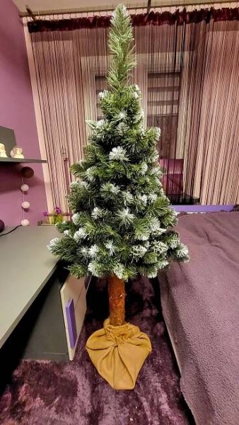 Prémiový hustý vánoční stromek 160 na kmeni Borovice diamantová Výška 161 - 180 cm