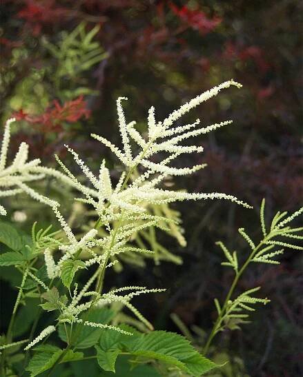 Kneifii goatsbeard Aruncus dioicus
