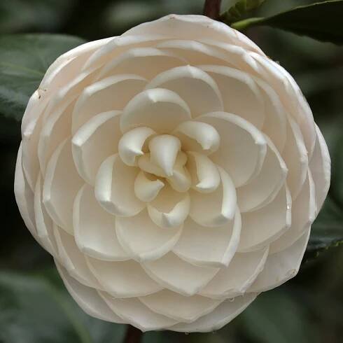 Camellia Japonica Sea Foam
