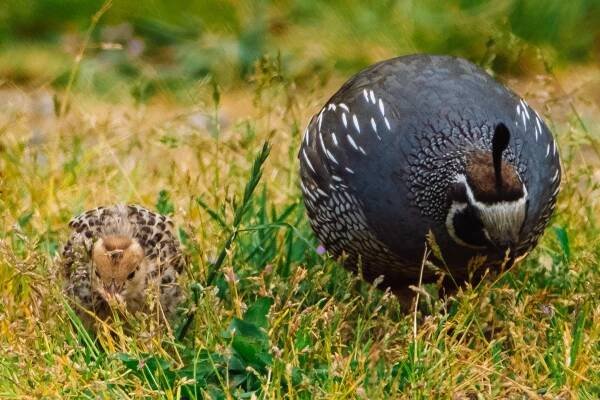 Daddy Quail with a Baby