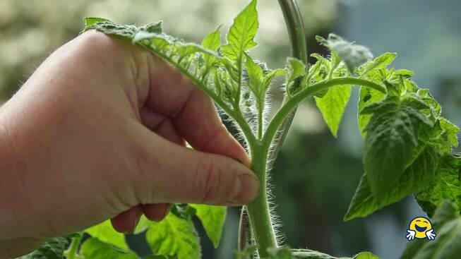 Zaštipování bočních výhonů rajčat: 🍅 Jak zaštipovat rajčata? - Návod - Šikulio