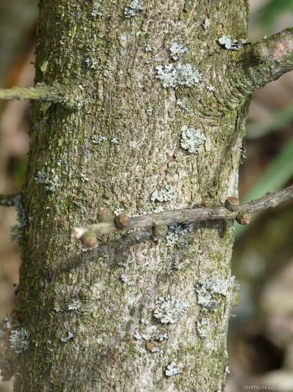 Modřín opadavý (Larix decidua)
