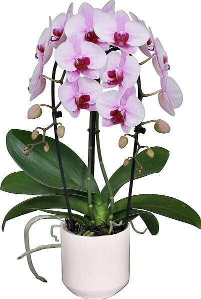Orchidej motýlokvětá růžově červená v keramické nádobě průměr květináče cca 12 c