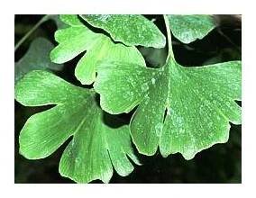 Ginkgo biloba Jinan dvoulaločný
