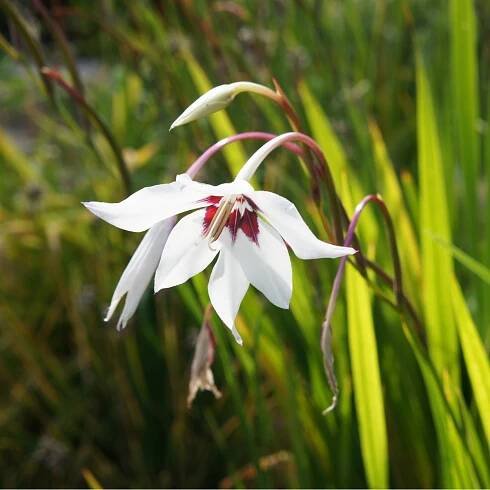 Acidanthera – Acidanthera – hlízy acidanthery