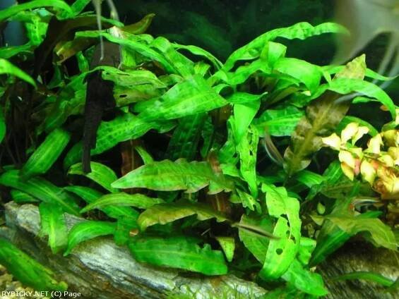 Cryptocoryne affinis - kryptokoryna červená