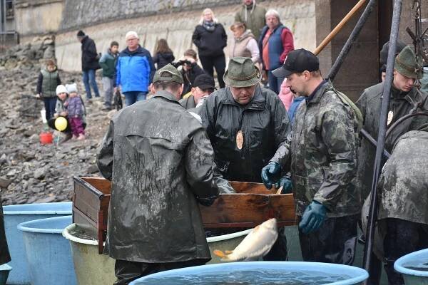 Candát, to je lahůdka. Při výlovu Olšovce jdou na dračku kapři i dravci