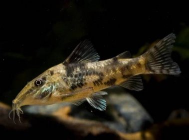 Scabbard Catfish - Scleromystax barbatus - DNZ
