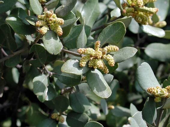 Quercus rotundifolia
